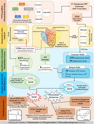 Complementary crosstalk between palmitoylation and phosphorylation events in MTIP regulates its role during Plasmodium falciparum invasion